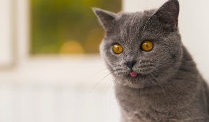 gatos madrileños